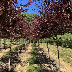 St. Lukes Plum  20×20