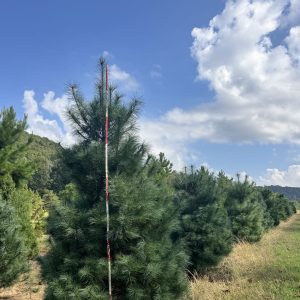 Eastern White Pine 65×30