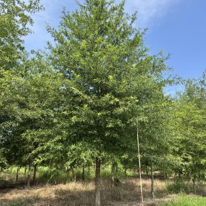 Willow Oak 90×45