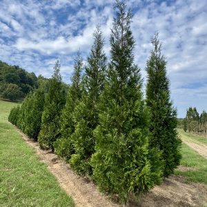 American Pillar Arborvitae