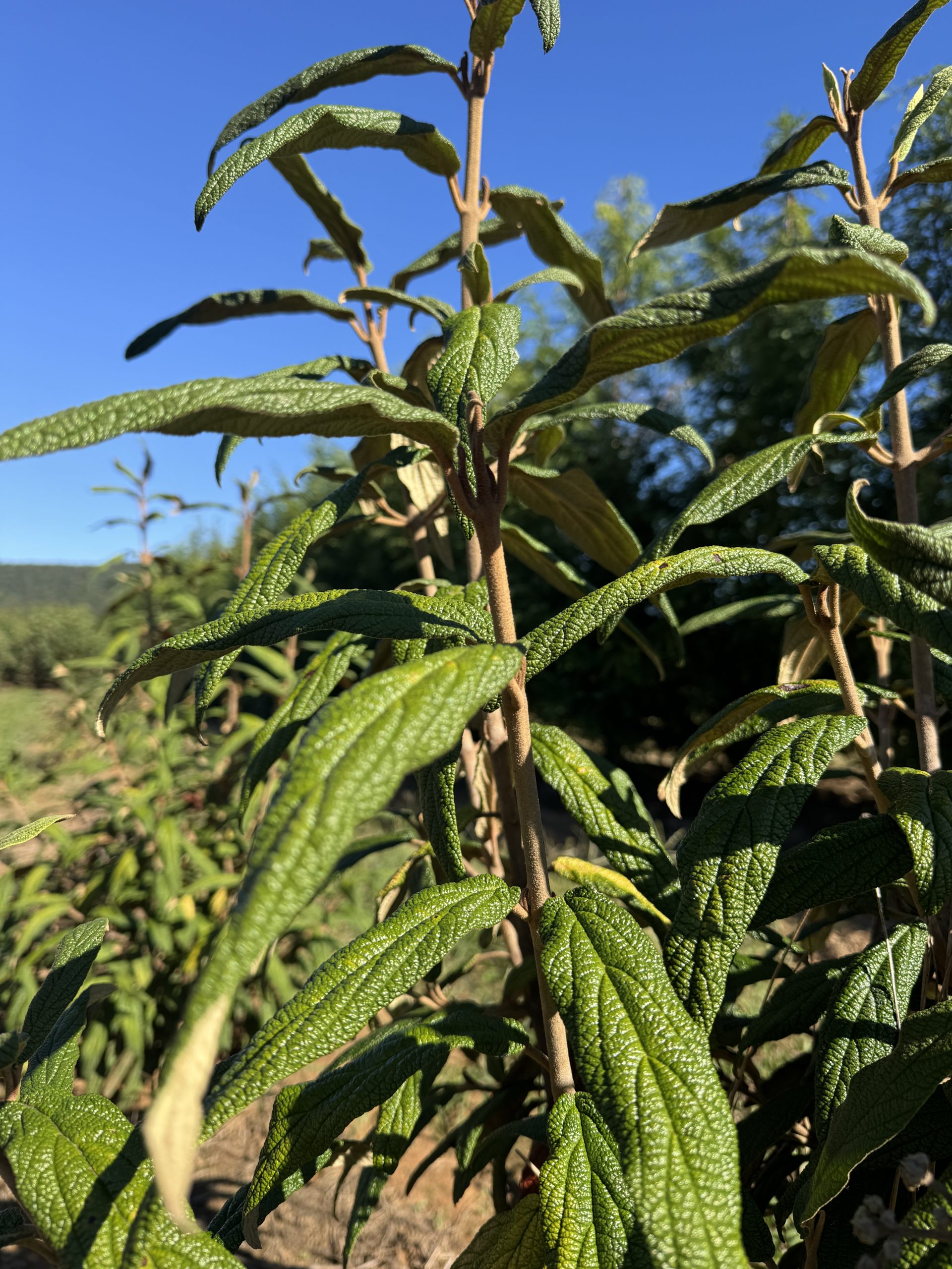 Green Trump Leatherleaf Viburnum 8×6 2 Green Trump Leatherleaf Viburnum 8×6 - Image 2