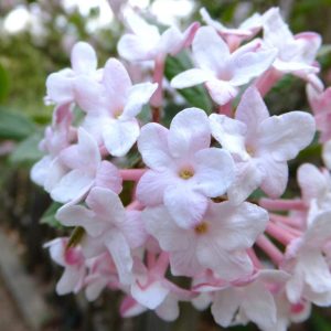 Juddii Viburnum 8×8