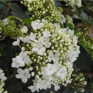 Nantucket Viburnum 10×6