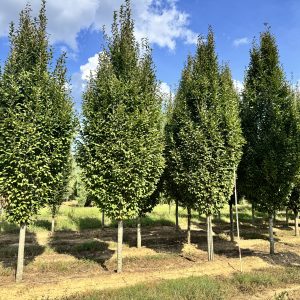 Fastigiata Pyramidal European Hornbeam 40×25