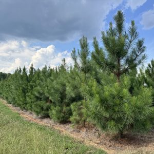 Loblolly Pine 70×30
