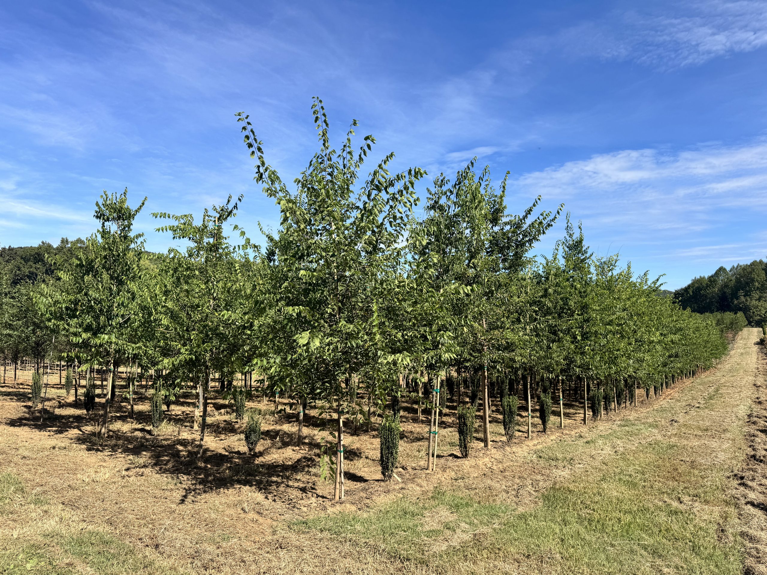 Northern Hackberry 60×40 1 Northern Hackberry 60×40