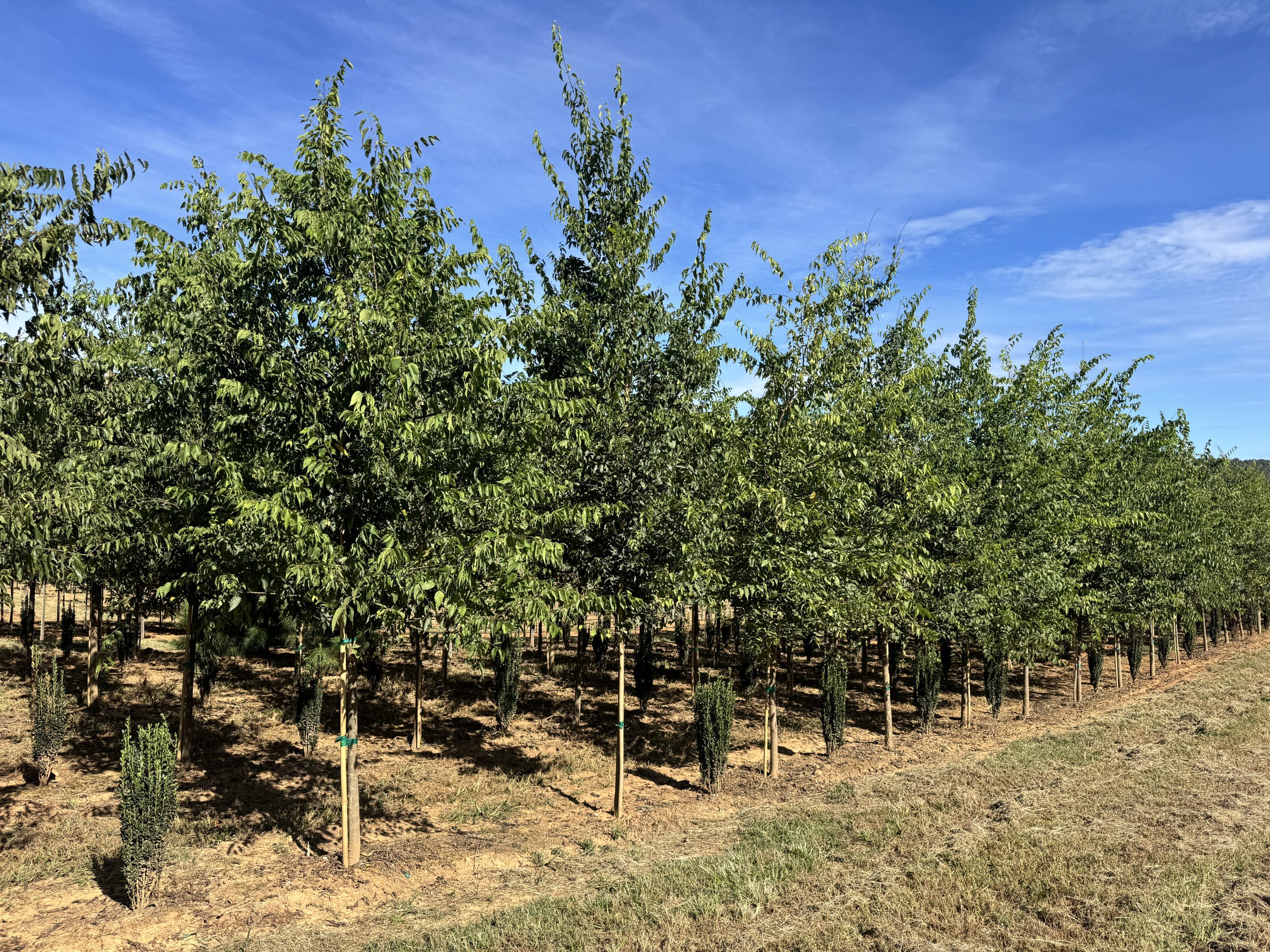 Northern Hackberry 60×40 2 Northern Hackberry 60×40 - Image 2