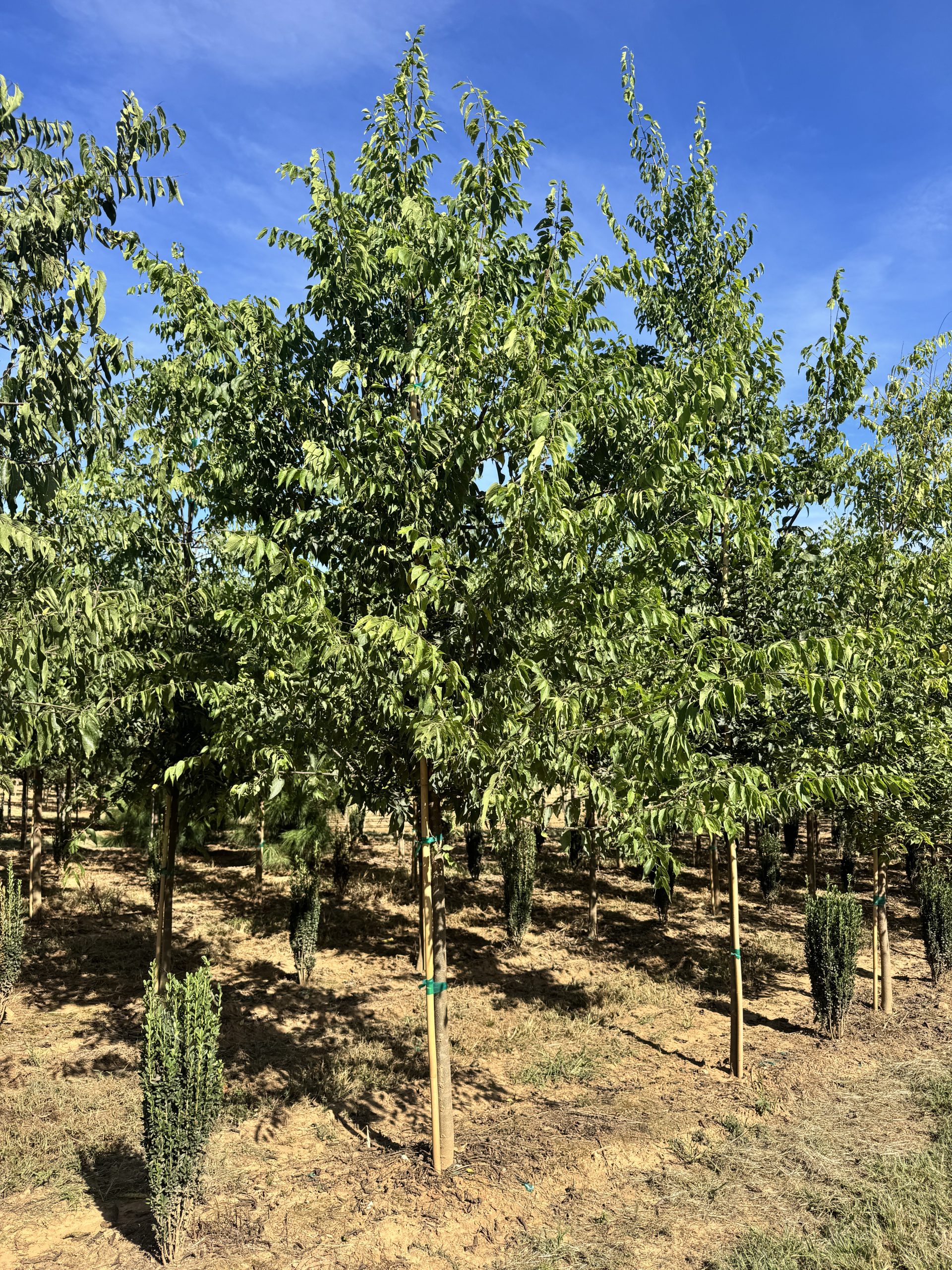 Northern Hackberry 60×40 3 Northern Hackberry 60×40 - Image 3
