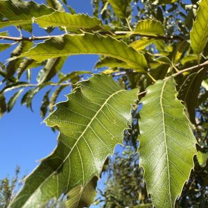 Sawtooth Oak 50×50