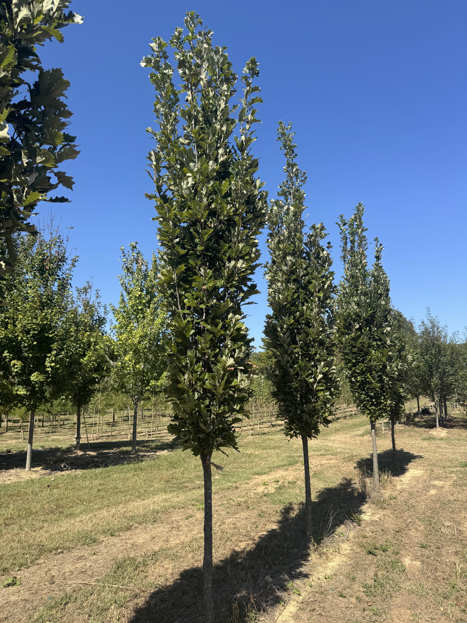 Kindred Spirit® Oak 35×5 4 Kindred Spirit® Oak 35×5 - Image 4