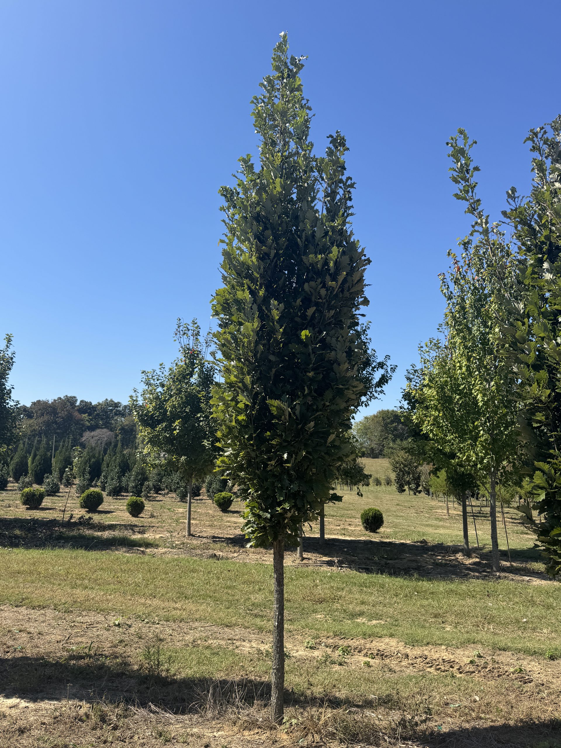 Kindred Spirit® Oak 35×5 2 Kindred Spirit® Oak 35×5 - Image 2