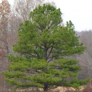 Loblolly Pine 70×30