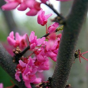 Northern Lights Redbud 20×20