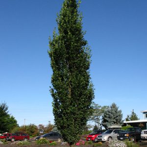 Skinny Genes® Fastigiate Oak 45×10