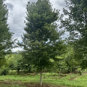 Redpointe® Red Maple 45×30