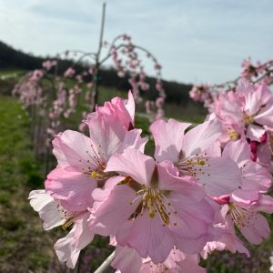 Pink Cascade Cherry 10×10