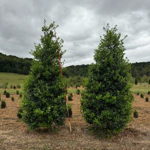 Greenleaf American Holly 20×12