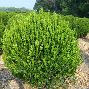 Winter Green Boxwood (Winter Gem) 5×5