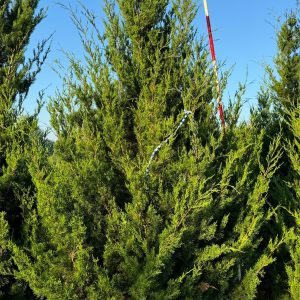 Brodie Red Cedar 25×10