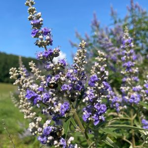 Shoal Creek Vitex 15×15