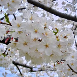 Yoshino Cherry (Pink-White) 30×30