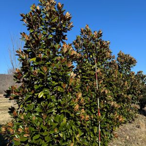 D.D. Blanchard Magnolia 50×30