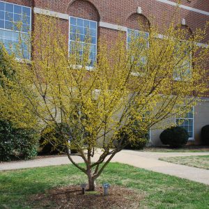Golden Glory Cornelian Cherry (Yellow Dogwood) 20×20