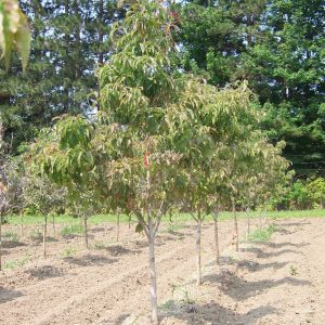 Cherokee Brave Dogwood 25×25