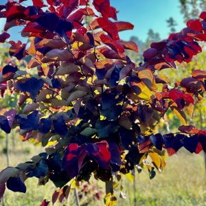 Forest Pansey Redbud 20×20