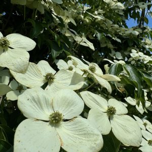 Green Sleeves Kousa Dogwood (Off White) 20×20