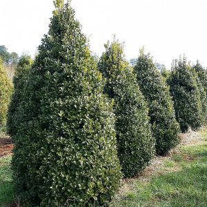 Red leaf Holly
