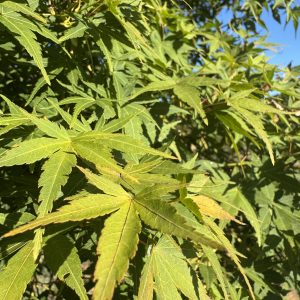 Acer palmatum Japanese maple 15×15