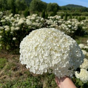 Incrediball Hydrangea 5×5