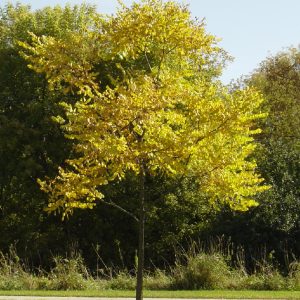 Kentucky Coffeetree Espresso™ 50×30