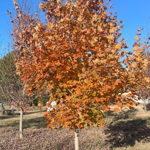 Legacy® Sugar Maple 60×50