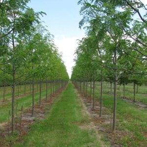 Skyline Honeylocust 45×35