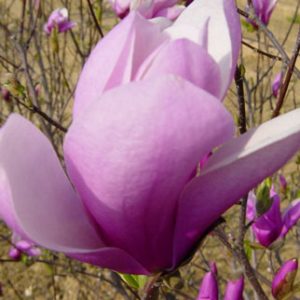 Jane Magnolia (Red-Purple) 12×8