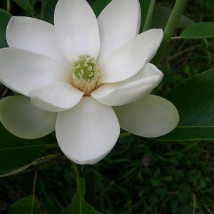 Moonglow Sweetbay Magnolia (Clumps) 35×20
