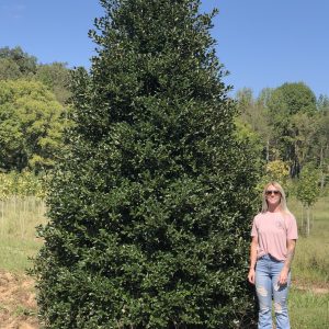 Nellie R Stevens Holly 25×12