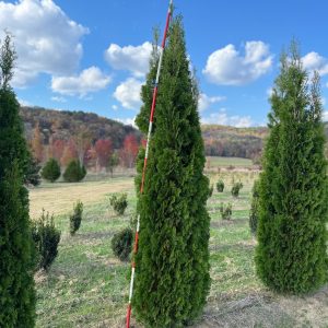 North pole Arborvitae