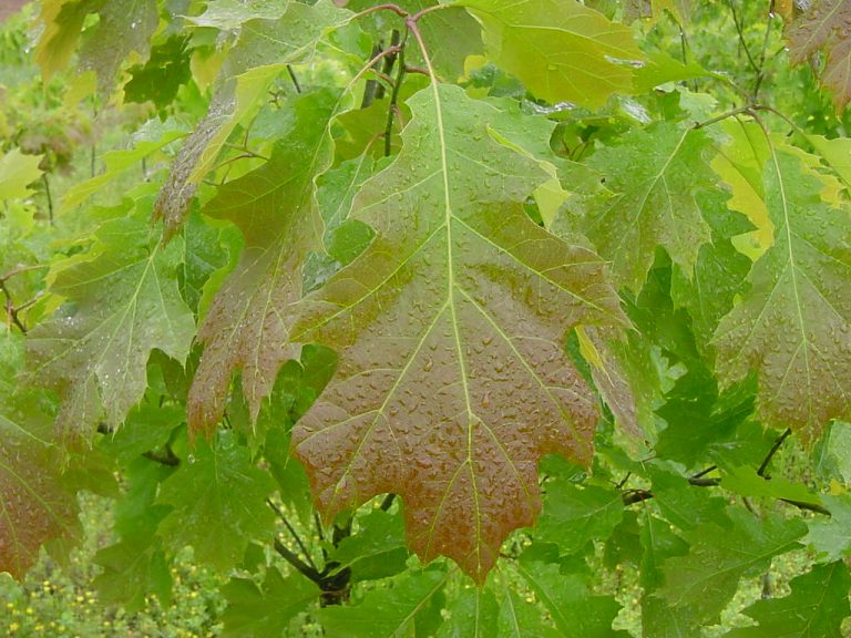 Northern Red Oak 65×50 - Buy at Cherry Creek Nursery