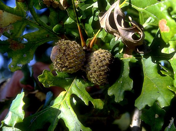 Bur Oak 65×50 - Buy at Cherry Creek Nursery