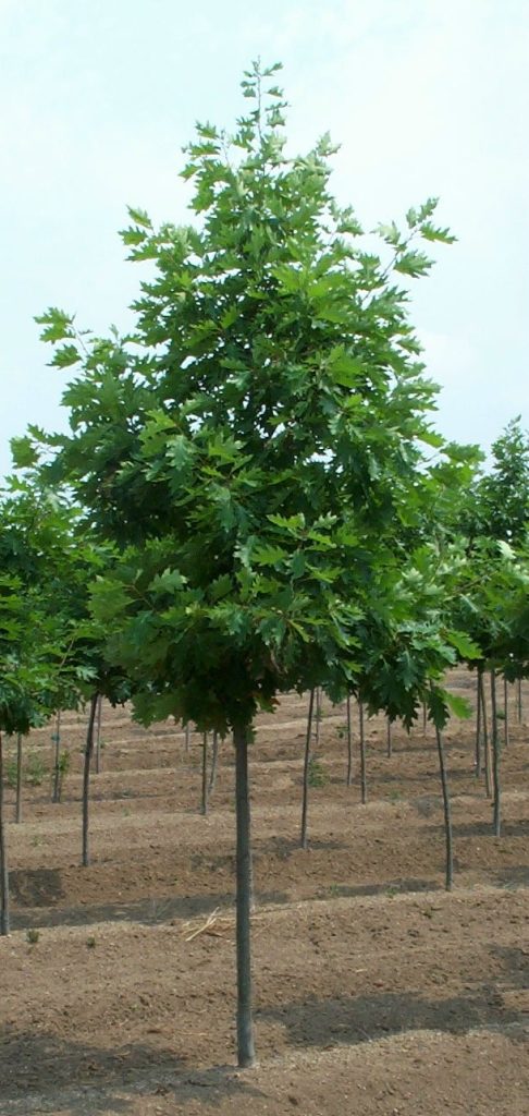 Northern Red Oak 65×50 - Buy at Cherry Creek Nursery