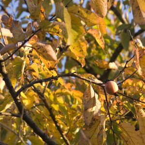 Persimmon 60×25