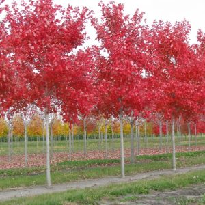 October Glory Red 45×30