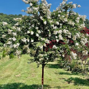 Sarah’s Favorite Crapemyrtle Tree Form (White) 20×1520×12