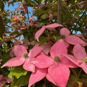 Scarlet Fire® Dogwood (Red) 20×20