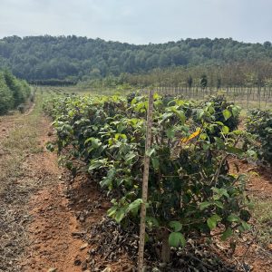 Shasta Viburnum 6×10