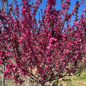 Show Time™ Crabapple (Fuschia) 25×20