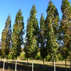 Slender Silhouette Sweetgum 60×6